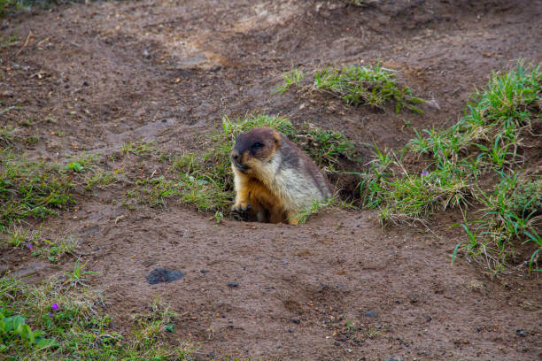 istock Marmot in the wild. 1382304152