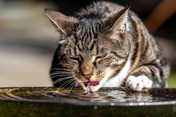 istock A Close Up of a Tabby Cat Drinking Water 1382305386
