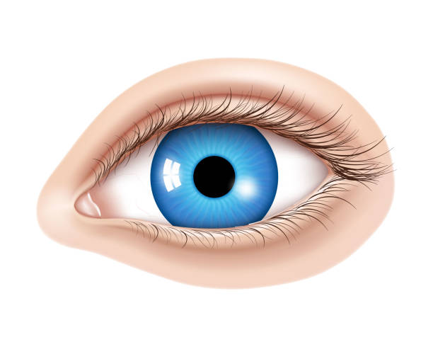 Vetores de Vetor 3d Olho Humano Realista Sem Maquiagem Íris Azul Brilhante  Com Um Detalhe Macro Elemento Facial Em Um Fundo De Pele Útil Para O Design  De Correção De Visão A