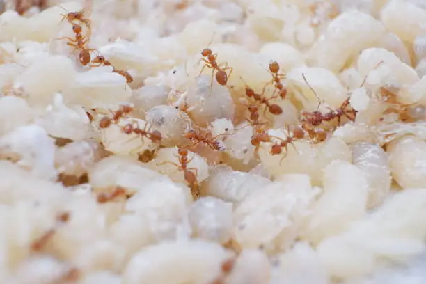 Red ant eggs in talcum powder