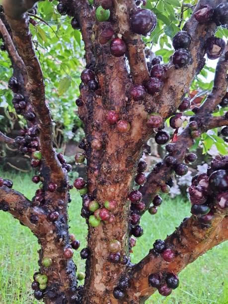 istock Jaboticaba or jabuticaba, Brazilian tree with many fruits 1382311385