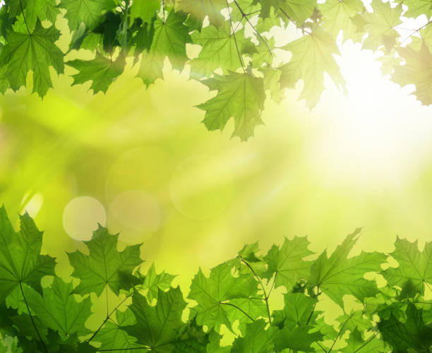 istock Green leaves with blurred green nature background 1382317029