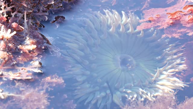 Sea anemone tentacles in tide pool water, anemones in tidepool. Actiniaria polyp