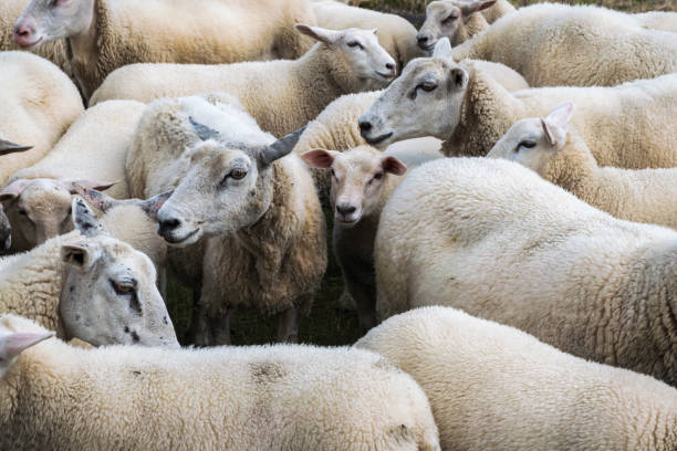 istock A flock of sheep 1382332553