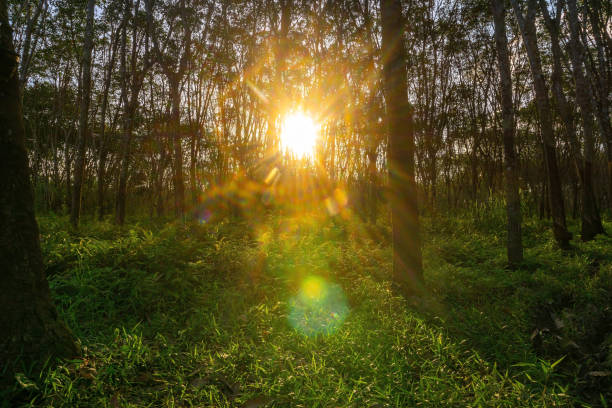 istock Latex rubber, Rubber tree, Plantation and tree rubber 1382334595