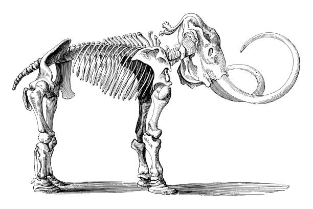 Woolly mammoth skeleton (Elephas primigenius) - vintage engraved illustration Vintage engraved illustration isolated on white background - Woolly mammoth skeleton (Elephas primigenius) tusk stock illustrations