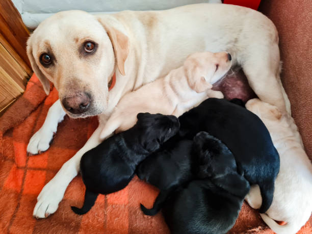 istock White labrador retriever mother with her babies 1382336294