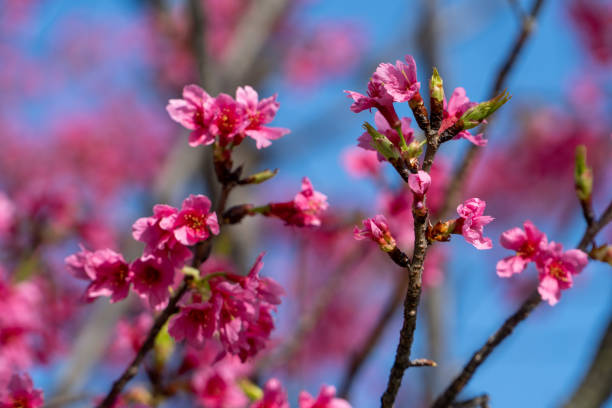istock Purple cherry blossoms on a blue sky background 1382338874