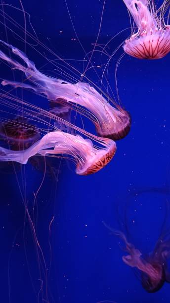 istock Jellyfish - Japanese sea nettle Chrysaora pacifica 1382340193