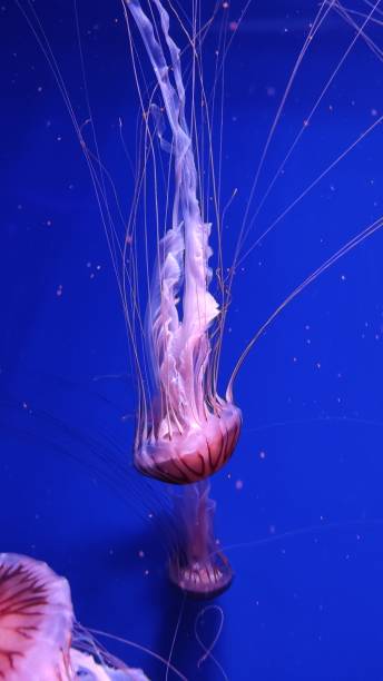 istock Jellyfish - Japanese sea nettle Chrysaora pacifica 1382341081