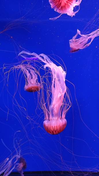 istock Jellyfish - Japanese sea nettle Chrysaora pacifica 1382341336