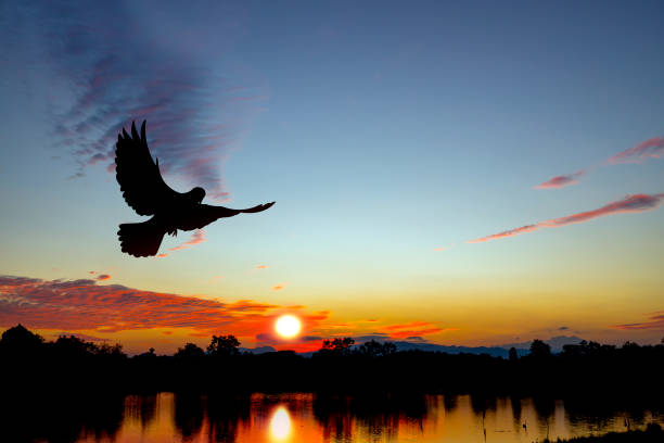 istock beautiful silhouette sunset in the river view. romantic sunset. dramatic sunset 1382348149