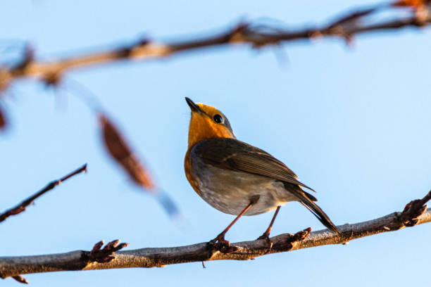 istock European Robin perched on a tree branch 1382348530