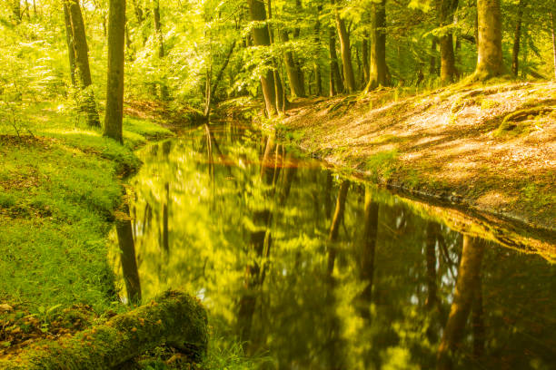 Slow flowing creek in a bright green forest during a springtime morning in the Leuvenumse Forest in the Veluwe nature reserve.