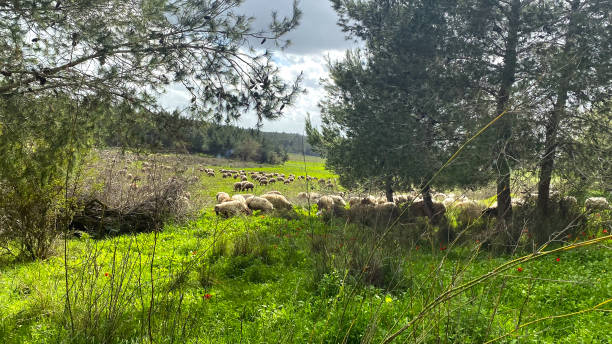 istock goat and sheep herd in the meadow 1382353323