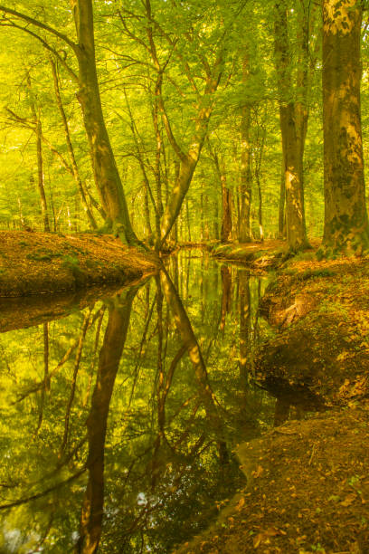 Water near the forest. Reflecting trees in the water.