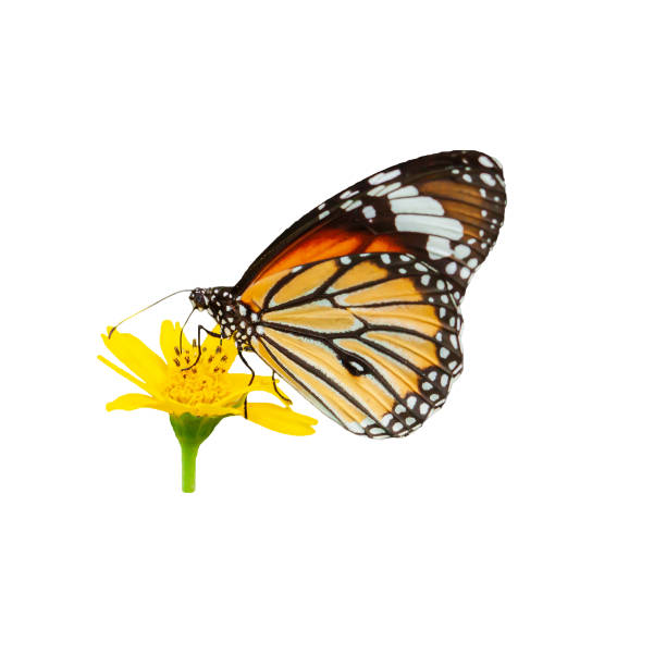 бабочка-монарх, опыляющая желтые цветы. - butterfly monarch butterfly spring isolated стоковые фото и изображения