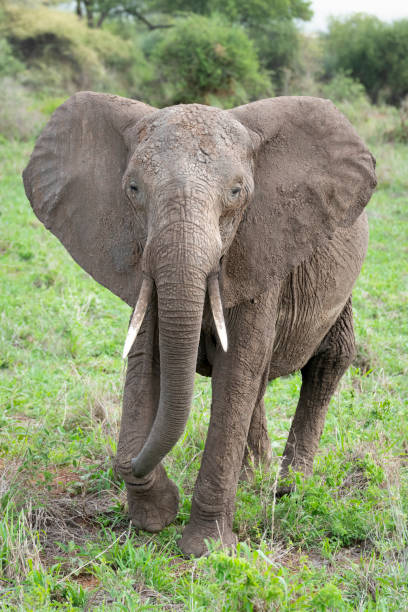 istock African Elephant Head Close-Up 1382355326