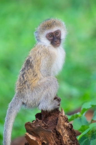 South Africa: Kruger National Park Vervet Monkey (Chlorocebus pygerythrus)