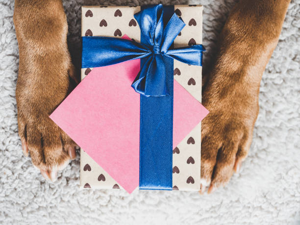istock Lovable, pretty puppy brown color and gift box 1382355497