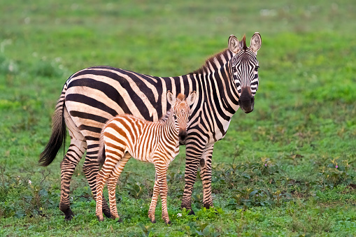 Plains Zebra (Equus quagga) mother with foal.  Ndutu region of Ngorongoro Conservation Area, Tanzania, Africa