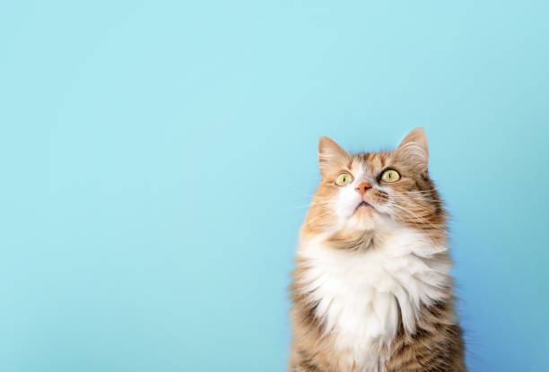 Fluffy cat looking up in front of blue background.