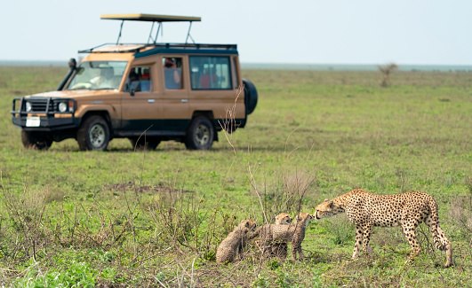 Masai Mara, KENYA - September 4, 2018. Tourists on a jeep photograph an adult elephant