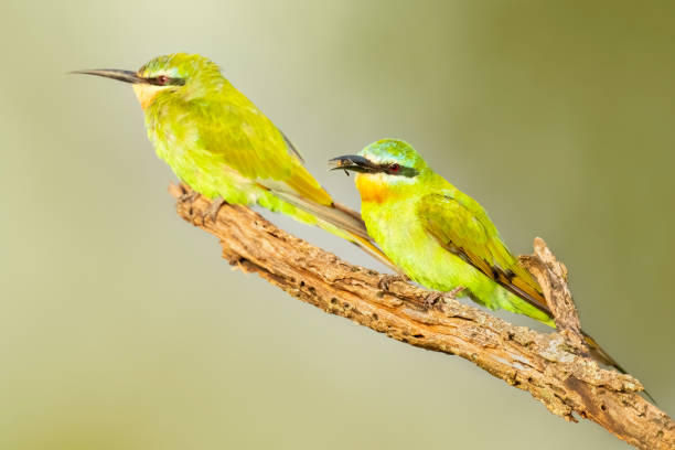istock Two Blue-Cheeked Bee-eaters, one with a captured bee in its beak. 1382355608