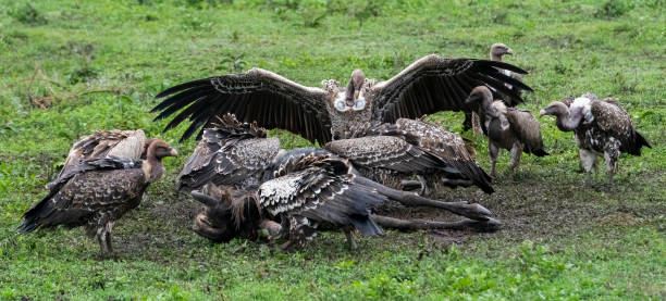 istock Vultures Scavenging a Wildebeest Carcass 1382355625