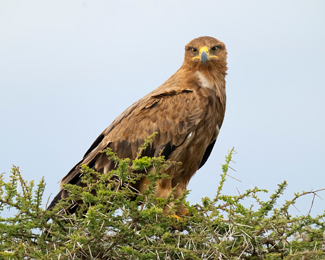 Wahlberg's eagle (Hieraaetus wahlbergi) on an Acacia tree. Ndutu region of Ngorongoro Conservation Area, Tanzania, Africa