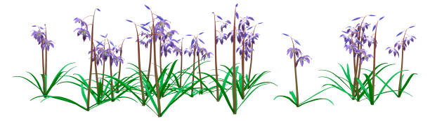 istock 3D Rendering Scilla Siberica Flowers on White 1382357646
