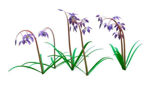 istock 3D Rendering Scilla Siberica Flowers on White 1382357670