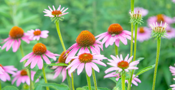 istock Spring Flowers- Howard County, Indiana 1382360828