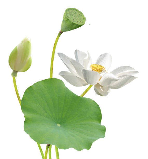 white lotus (water lily) flower - white water lily imagens e fotografias de stock
