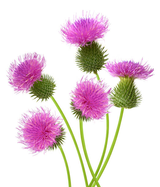 istock Bunch of pink thistle flower 1382363104