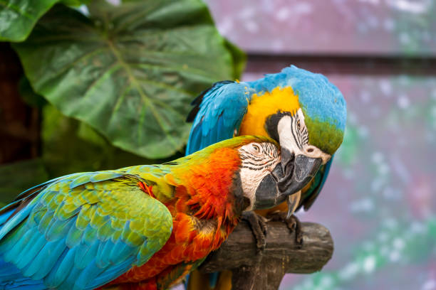 istock Beautiful blue and yellow macaws 1382364866