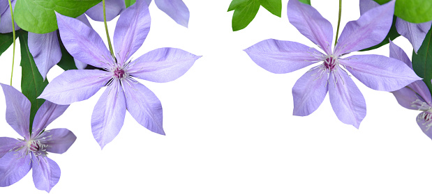 Blooming Purple Clematis border isolate white