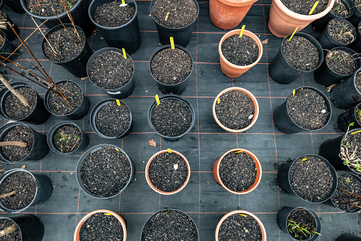 An array of plant pots