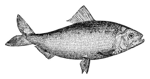 American shad (Alosa sapidissima) - Vintage engraved illustration Vintage engraved illustration isolated on white background - American shad (Alosa sapidissima) ray finned fish stock illustrations