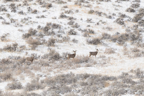 istock Subzero winter scene in ranch land as deer herd enjoys sun 1382371776