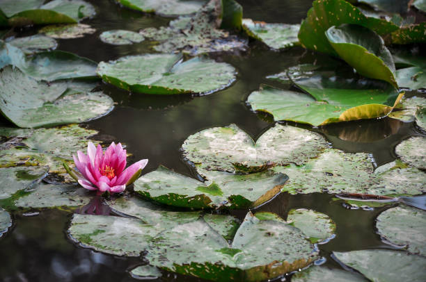 istock water lily on a lake surrounded  by lily pads. 1382373082