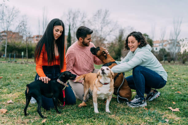 a group of friends with their dogs showing them affection stock photo