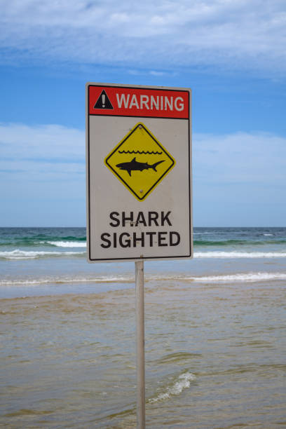 istock Sign warning of Sharks 1382374192