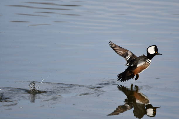 istock Male Hooded Merganser 1382375666