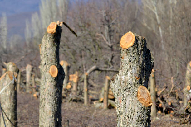 istock old apple trees cut in an orchard 1382376271