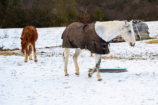 Two horse (brown and white) on snowy pasture in corral. White horse has leather winter proof blanket .