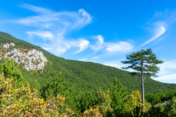 View of a slope covered with dense pine forest on a sunny autumn day in Crimea
