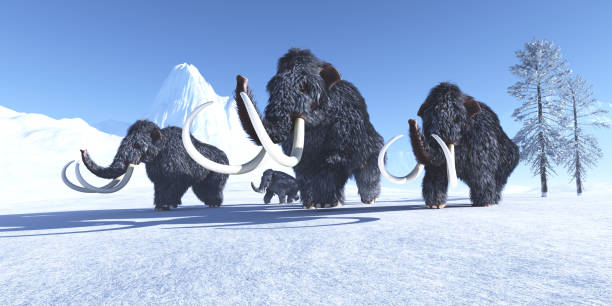 Woolly Mammoths in Winter A herd of Woolly Mammoths make their way across the frozen snow to a warmer climate. bull pine stock pictures, royalty-free photos & images