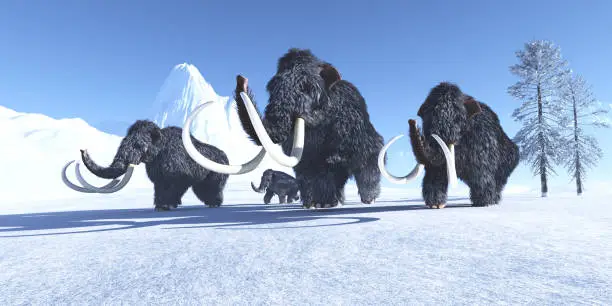 A herd of Woolly Mammoths make their way across the frozen snow to a warmer climate.