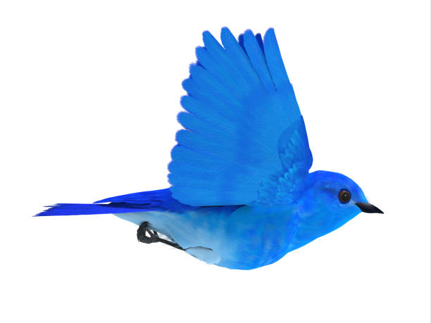 3d blue bird front view bringing message on white background, isolated